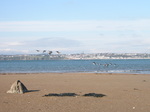 JT00040 White bellied geese flying over Rinnashark Harbour beach (Tramore).jpg